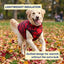 Minimalist Dog Thermal Vest