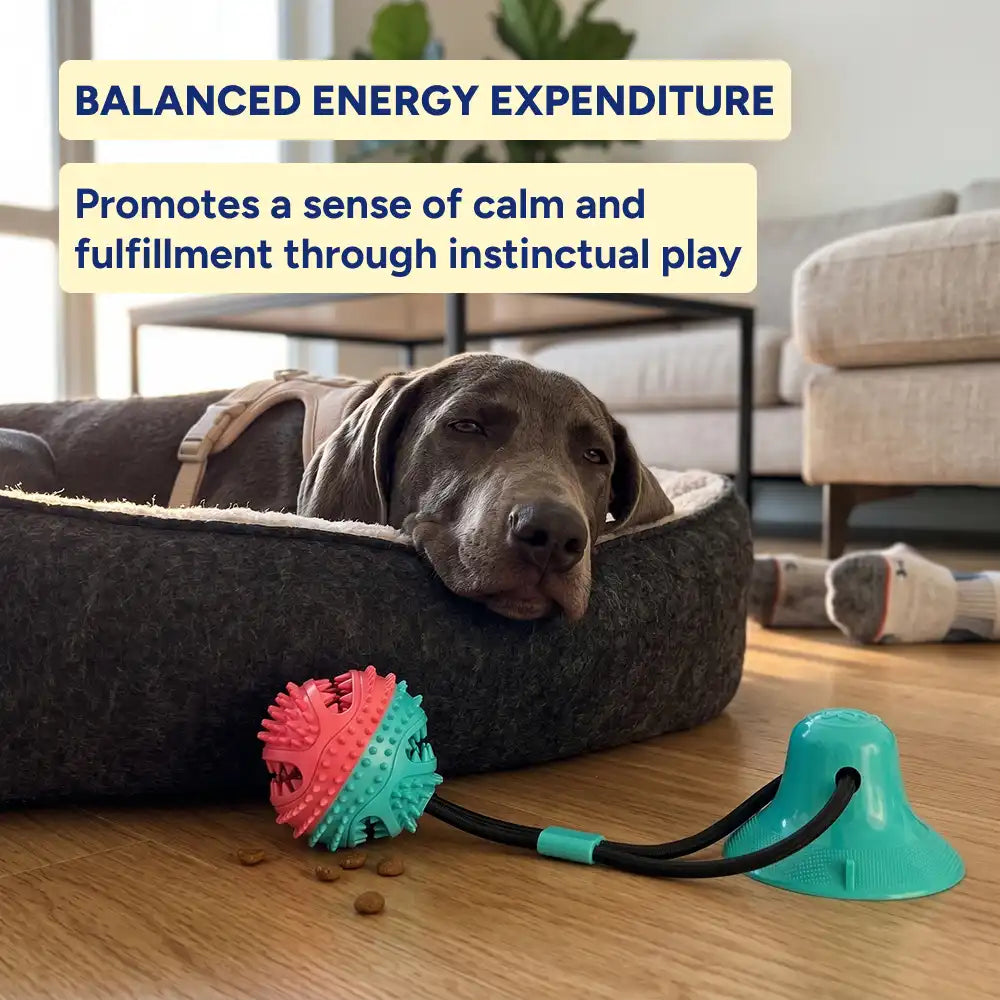 Interactive Dental Tug & Treat Toy