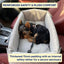 Console Booster Dog Car Seat