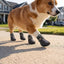 Breathable Mesh Dog Booties