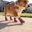 Breathable Mesh Dog Booties