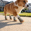 Breathable Mesh Dog Booties